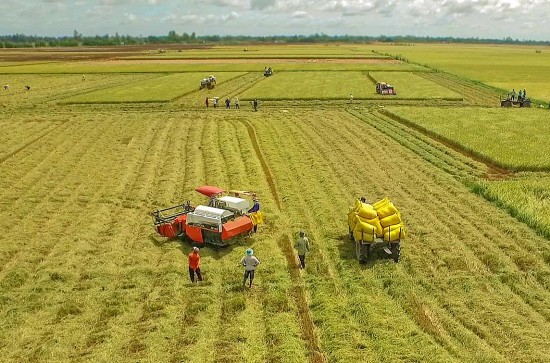 Đề án 1 triệu ha lúa chất lượng cao: Đánh thức tiềm năng thế mạnh vùng lúa Đồng bằng sông Cửu Long