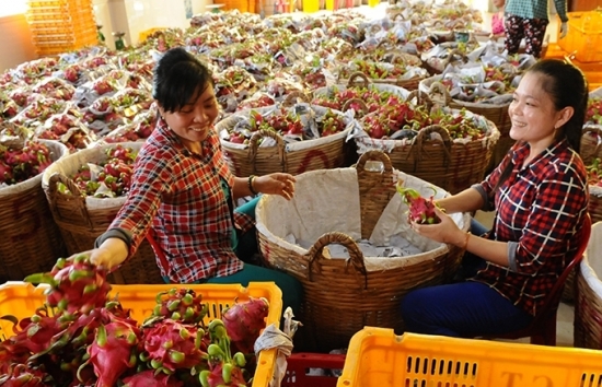 Xuất khẩu nông phẩm sang thị trường EU: Đẩy mạnh áp dụng tiêu chuẩn Global G.A.P