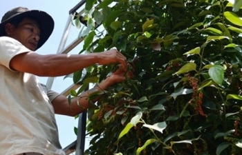 Pepper export volume down 5.7 percent in first half