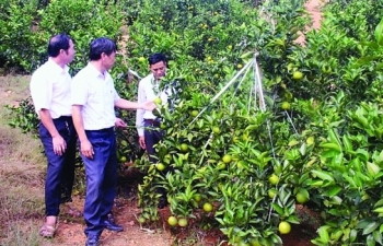 Bắc Giang: Thu nghìn tỷ từ cây có múi