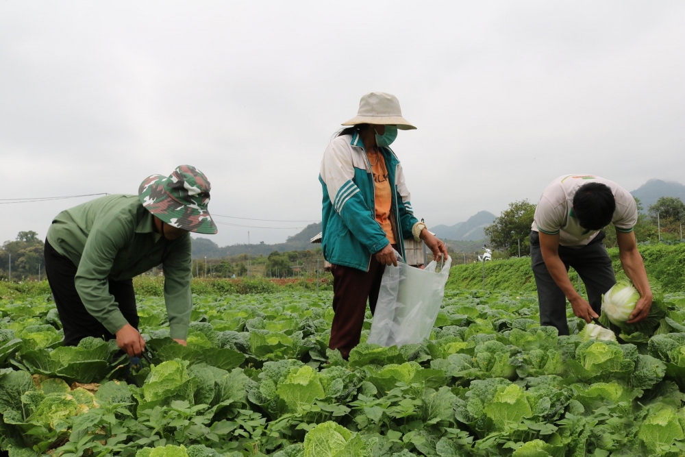 Huyện Mộc Châu (Sơn La): Lan tỏa mô hình trồng rau an toàn