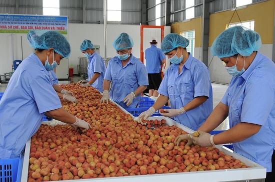 Chung tay tiêu thụ vải thiều Bắc Giang qua "Gian hàng Việt trực tuyến Quốc gia"