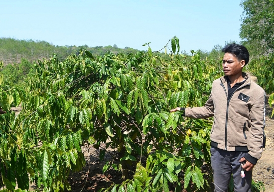 A Súc - Người nông dân sản xuất giỏi