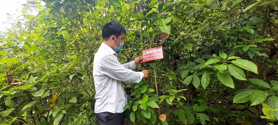 Giấc mơ thuần dưỡng hoa rừng