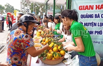 Cam, bưởi Lục Ngạn “dạm ngõ” Hà Nội