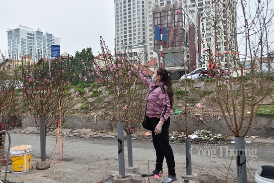 Hoa đào rạng rỡ cùng người Hà Nội chào đón xuân sang