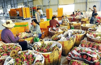 Xuất khẩu rau, quả sang Hoa Kỳ: Tiềm năng còn rất lớn