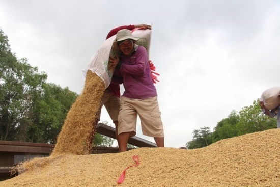 Giá gạo Việt Nam giao dịch ở mức thấp nhất trong hai tháng