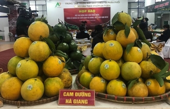Hướng đi nào cho cây có múi?