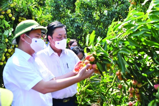 Một số hãng hàng không đồng ý giảm phí vận chuyển cho nông sản xuất khẩu