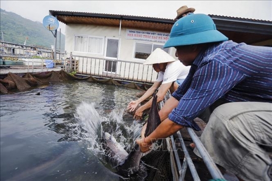 Nâng cao hiệu quả nuôi thủy sản trên hồ chứa