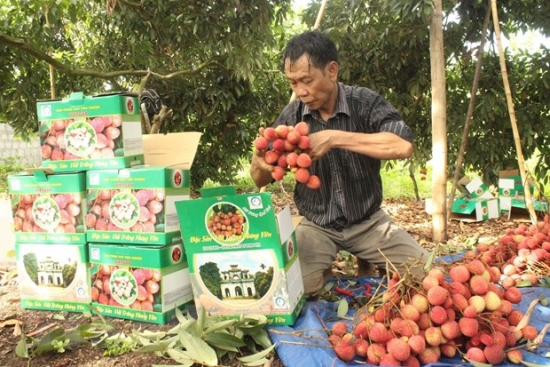 Đa đạng hình thức tiêu thụ nông sản, mang lại hiệu quả kinh tế