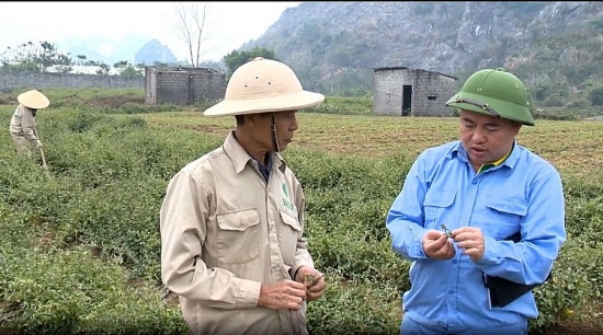 Phan Trung Kiên: Khởi nghiệp thành công với cà gai leo