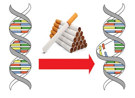 Hút thuốc lá sẽ gây ra đột biến ADN