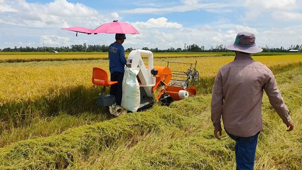 Giá lúa gạo hôm nay 24/1: Giá lúa đi ngang, giá gạo tăng