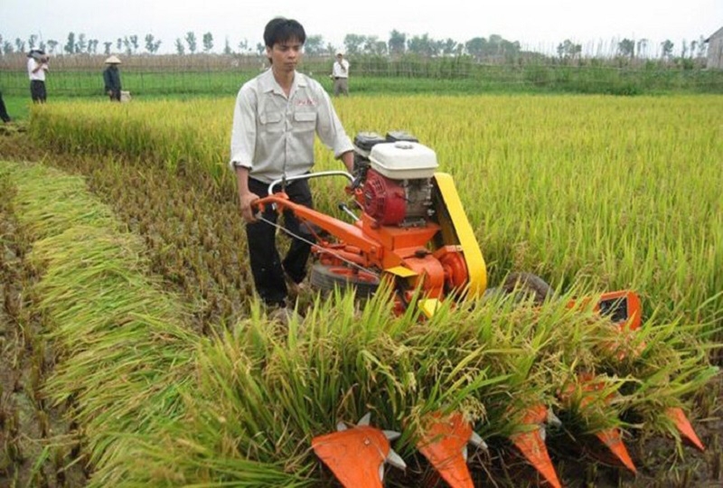 Giá lúa gạo hôm nay 21/1: Giá lúa ổn định, giá gạo trái chiều