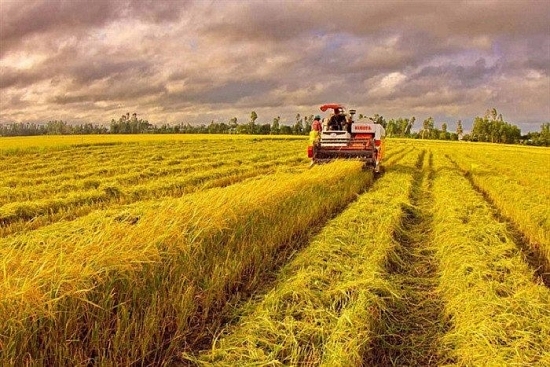 Hậu Giang đầu tư 65 tỷ đồng xây nhà máy chế biến, thu mua lúa gạo