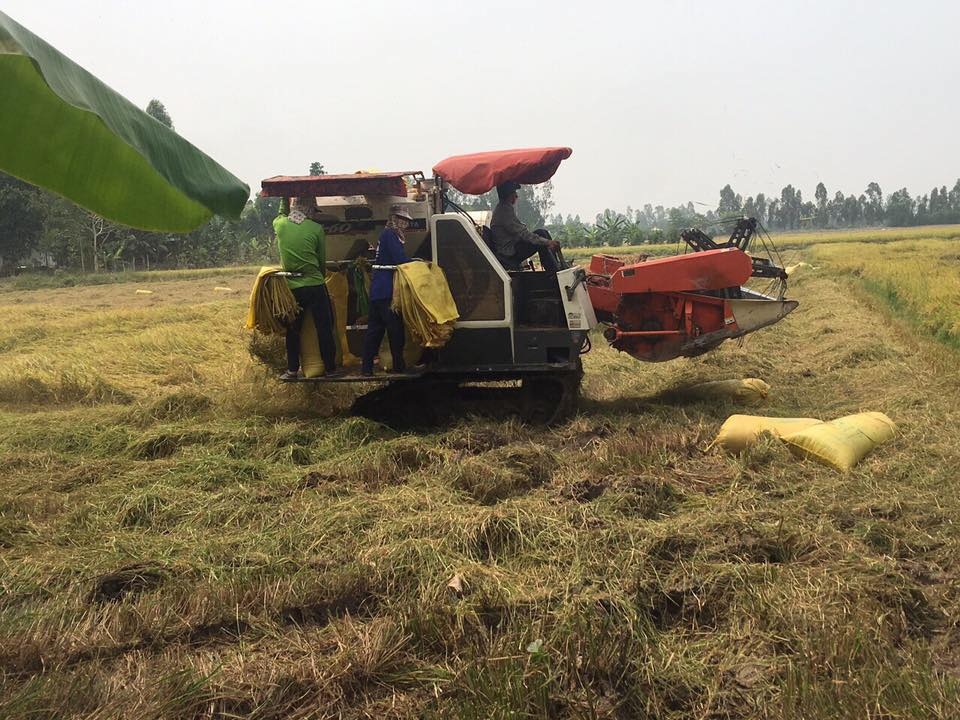 Giá lúa gạo hôm nay 2/11: Giá lúa trong nước chững, giá gạo xuất khẩu duy trì ở mức cao