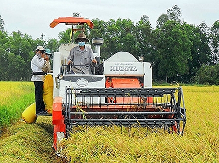 Giá lúa gạo hôm nay 21/12: Giá lúa đồng loạt giảm 200 đồng/kg