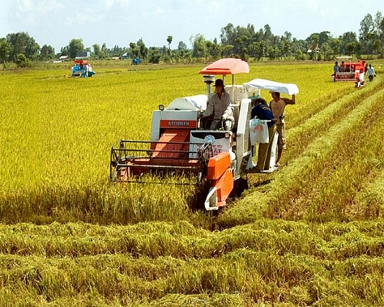 Giá lúa gạo hôm nay 11/1: Giá lúa quay đầu giảm 50-100 đồng/kg
