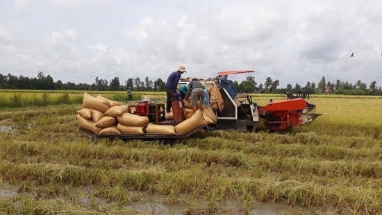 Giá lúa gạo hôm nay 15/11: Giá lúa ổn định, giá gạo giảm 100 đồng