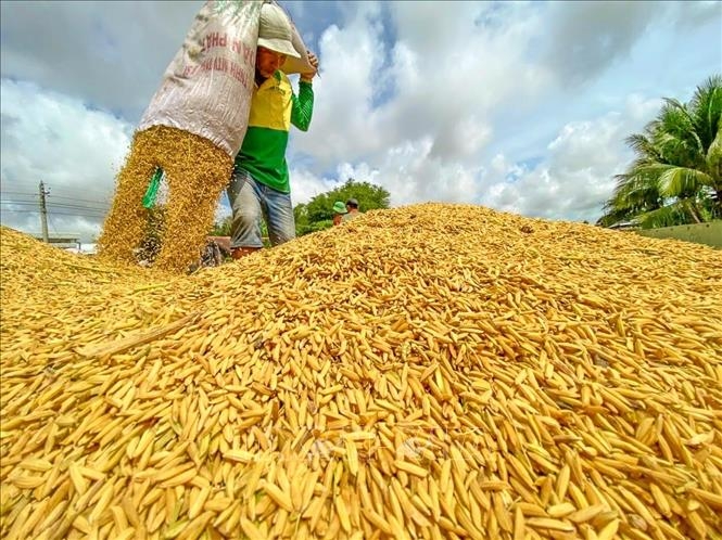 Giá lúa gạo hôm nay 27/1: Giao dịch chậm, giá lúa tiếp đà đi ngang