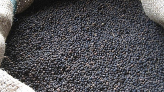 Giá tiêu hôm nay 11/5: Giảm mạnh 500 – 1.000 đồng/kg