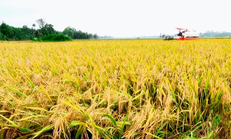 Giá lúa gạo hôm nay 13/5: Giá lúa tăng giảm trái chiều