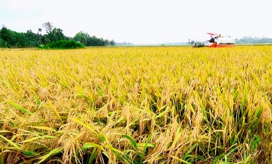 Giá lúa gạo hôm nay 26/5: Đơn hàng lạc quan giữ giá gạo xuất khẩu ổn định