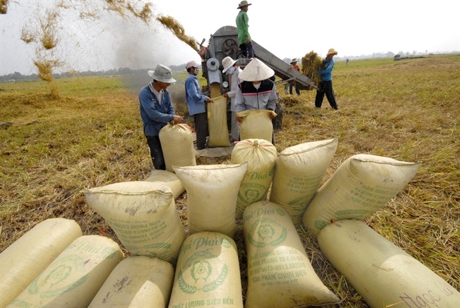Giá lúa gạo hôm nay 14/5: Ổn định vào cuối tuần