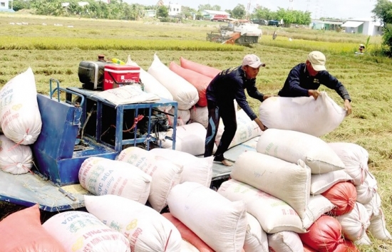 Giá lúa gạo hôm nay 22/6: Giá gạo xuất khẩu tăng 5 USD/tấn
