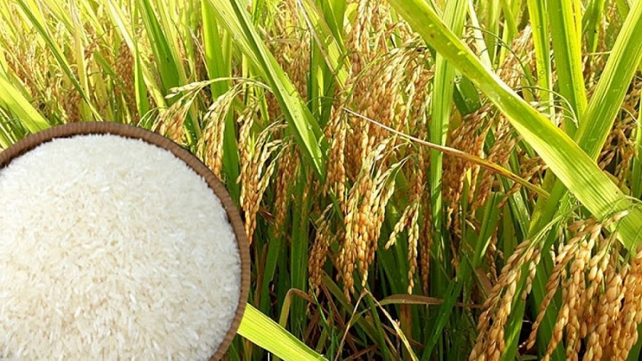 Giá lúa gạo hôm nay 24/5: Giá chững, nhu cầu mua lúa khô chậm