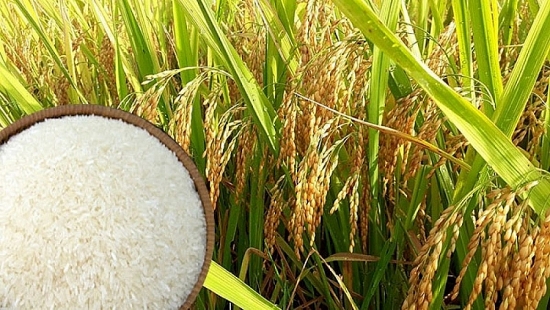 Giá lúa gạo hôm nay 25/6: Giá gạo tăng 150 đồng/kg