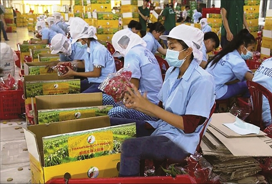 Đảm bảo chất lượng và xuất xứ khi đưa nông sản vào EU