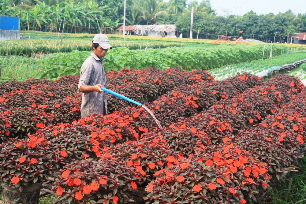 Đồng bằng sông Cửu Long chủ động giảm sản lượng vụ hoa Tết