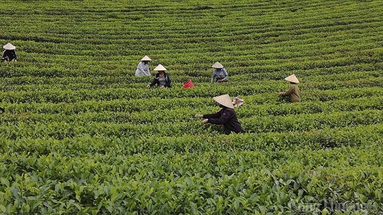 Tăng giá trị chè xuất khẩu ở Nghệ An