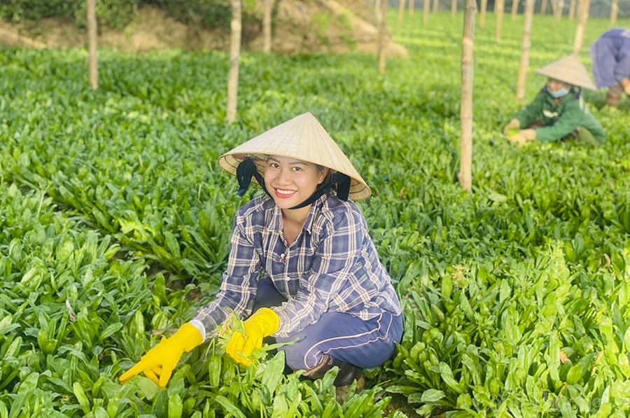 Nghệ An: Sản phẩm OCOP rộng đường xuất khẩu