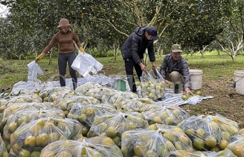 Vào vụ mùa, cam Con Cuông rớt giá 7.000 - 8.000 đồng/kg tại vườn