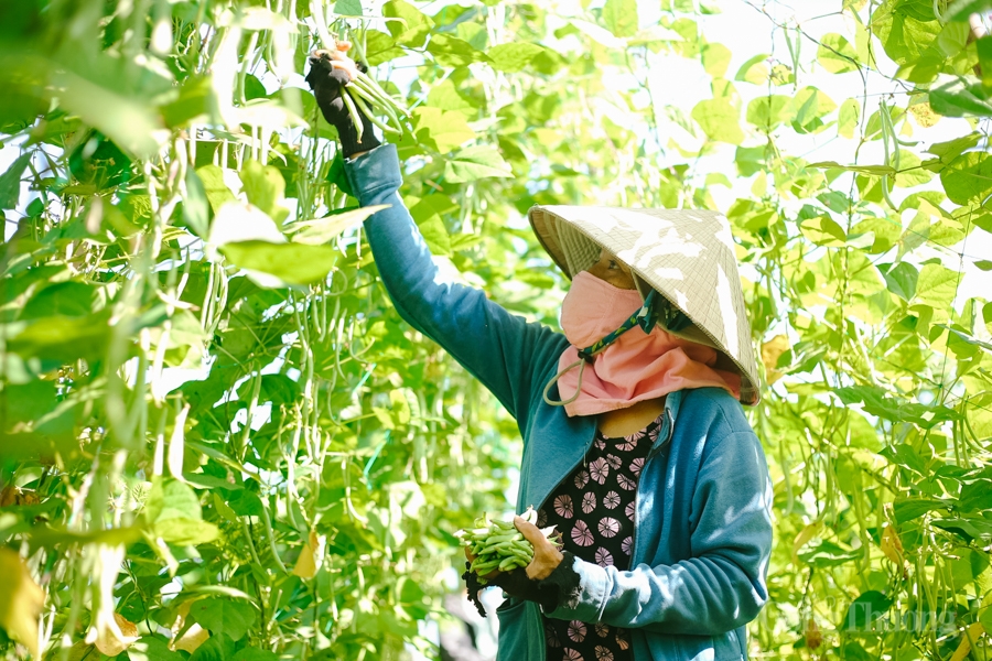 Mùa rau Tết buồn tại làng rau lớn nhất Quảng Nam
