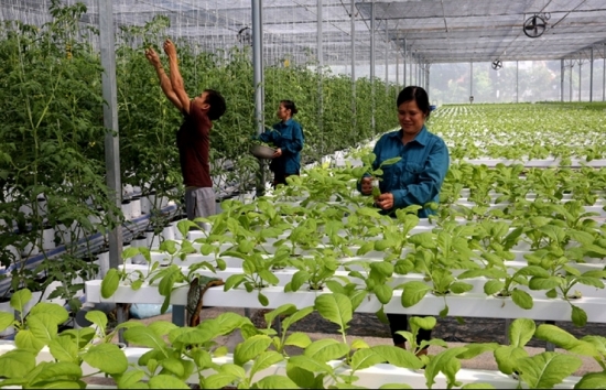 Lạng Sơn: Đẩy mạnh phát triển nông nghiệp hàng hóa tập trung