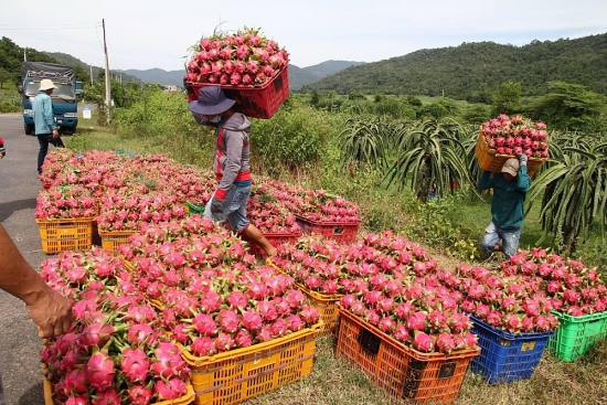 Xuất khẩu thanh long cần hướng đi mới