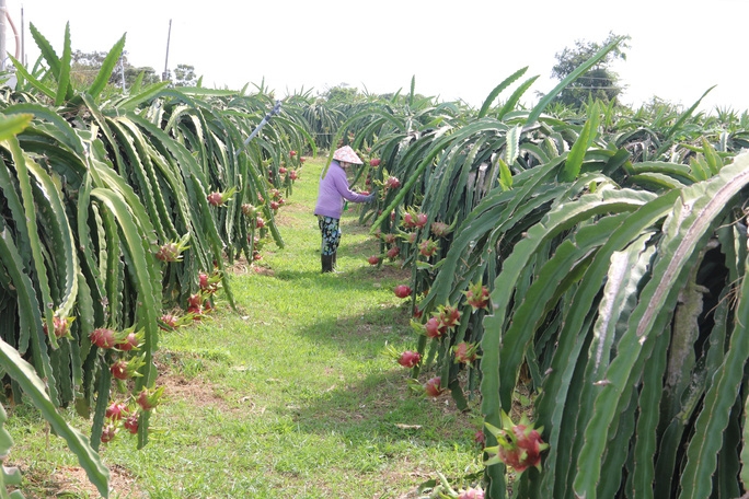 Giải pháp nào xoay hướng xuất khẩu nông sản từ đường bộ sang đường biển?