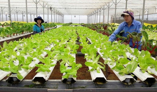Hà Nội tổ chức hội chợ trong lĩnh vực nông nghiệp