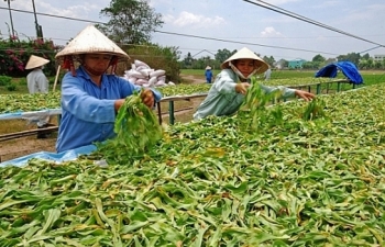 Vì sao ngành dược liệu mãi chưa “lớn”?