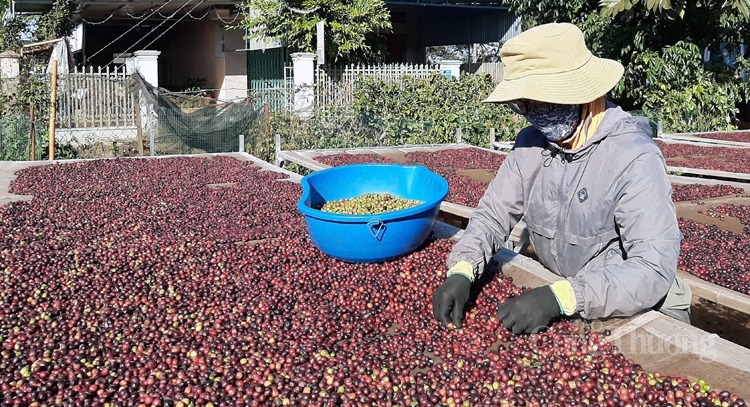 Cà phê Việt Nam xuất khẩu sang Đức sẽ tăng nhờ EVFTA?