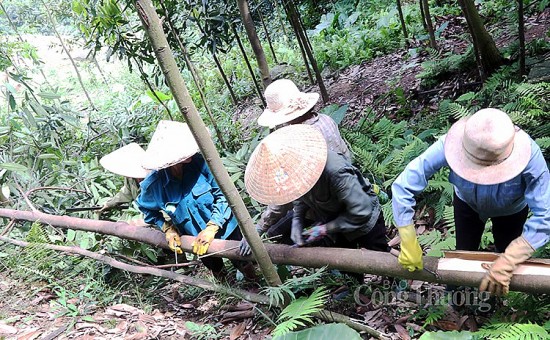 Nâng cao giá trị cây quế để phát triển bền vững- Bài 1: Xóa đói giảm nghèo cùng cây quế
