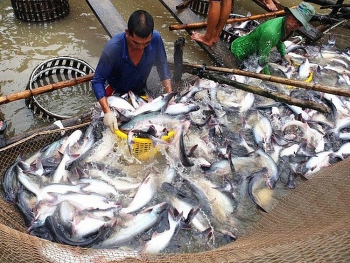 Lo ngại nguy cơ thiếu nguyên liệu thủy sản cuối năm