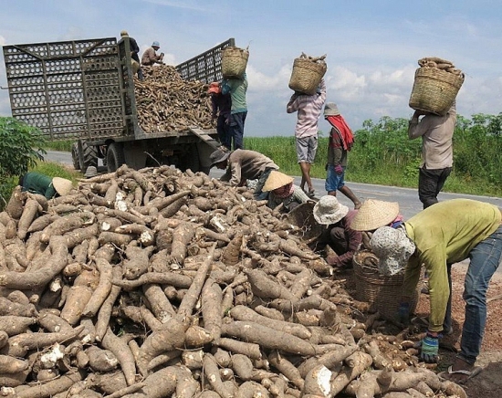 Trung Quốc giảm nhập khẩu sắn lát và tinh bột sắn của Việt Nam