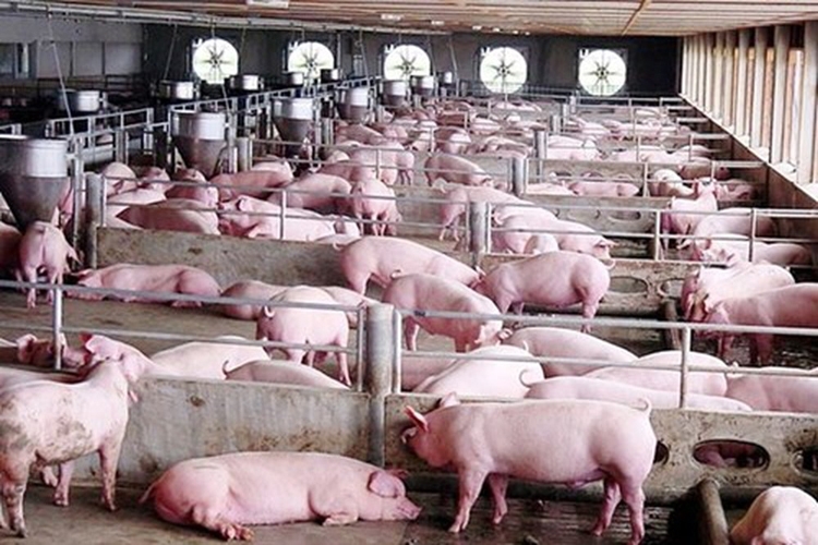 Giá lợn hơi hôm nay 14/5: Vượt mốc 60.000 đồng/kg