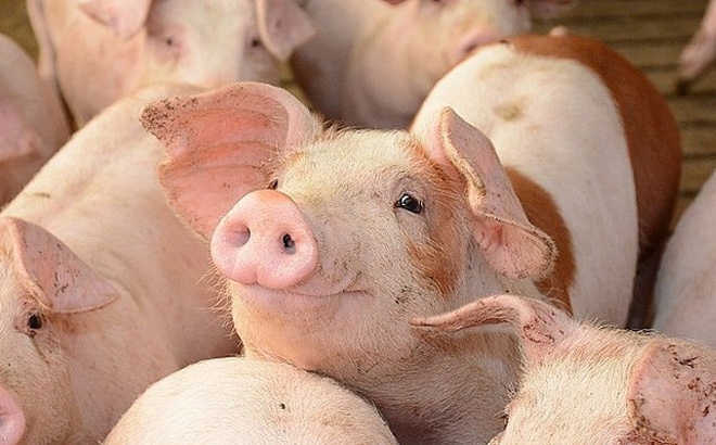 Giá lợn hơi hôm nay 26/5: Đồng loạt điều chỉnh tăng